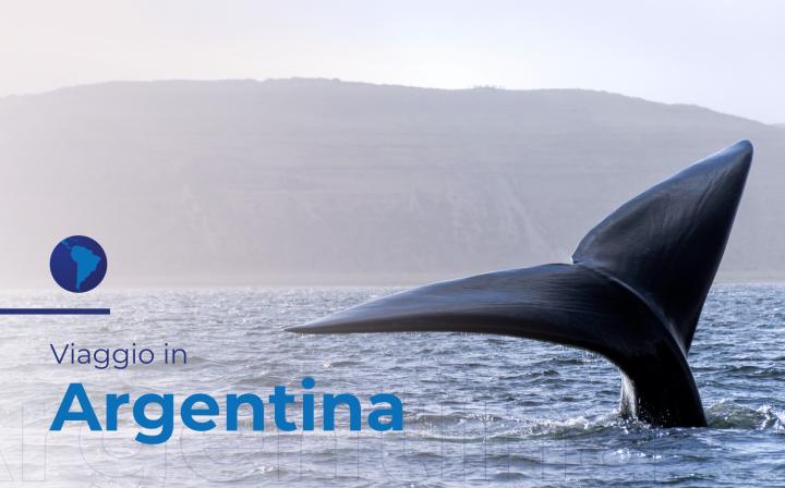 Un viaggio in Argentina alla scoperta della balena franca australe