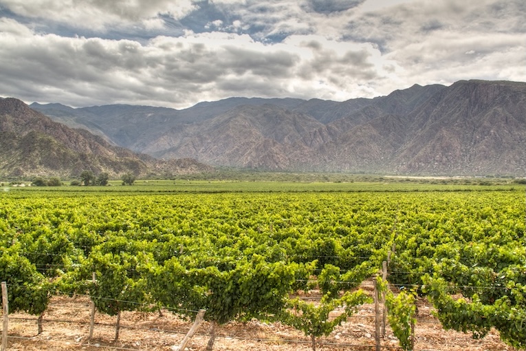 Argentina - Cafayate - vigneti - Tuttaltromondo