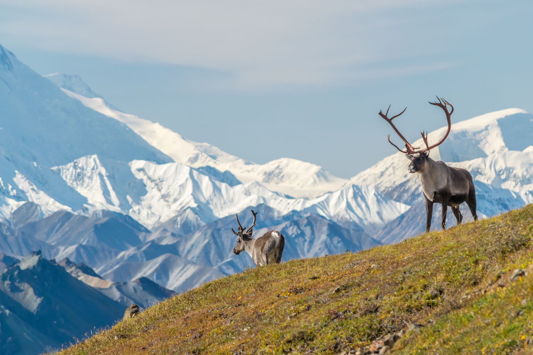 CARIBOU DENALI PARK ALASKA TAM