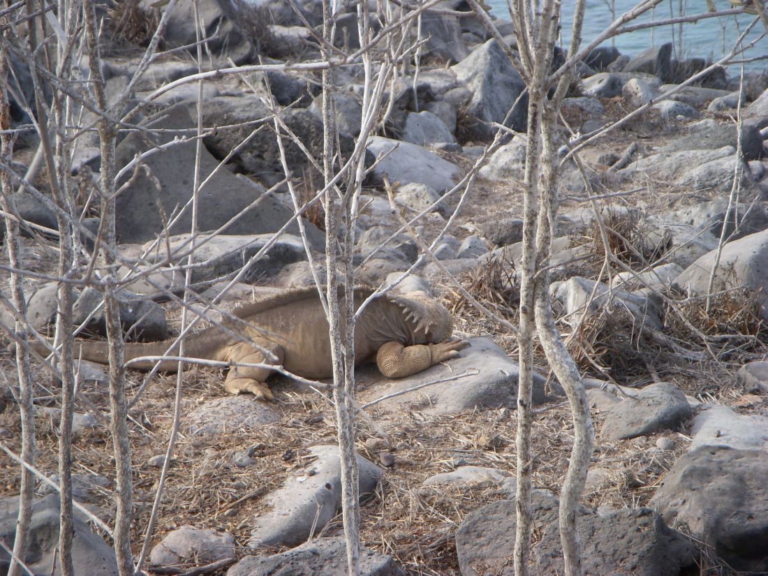 IGUANA GALAPAGOS TAM