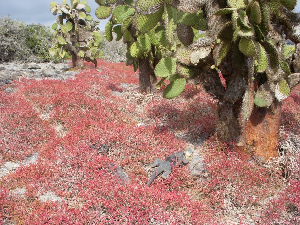 GALAPAGOS IGUANA MG TAM