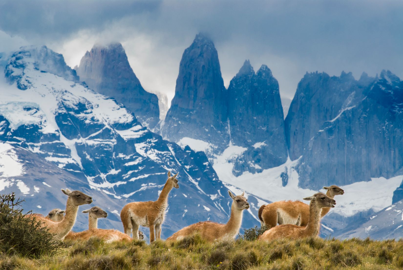 GUANACO TORRES DEL PAINE CILE TAM