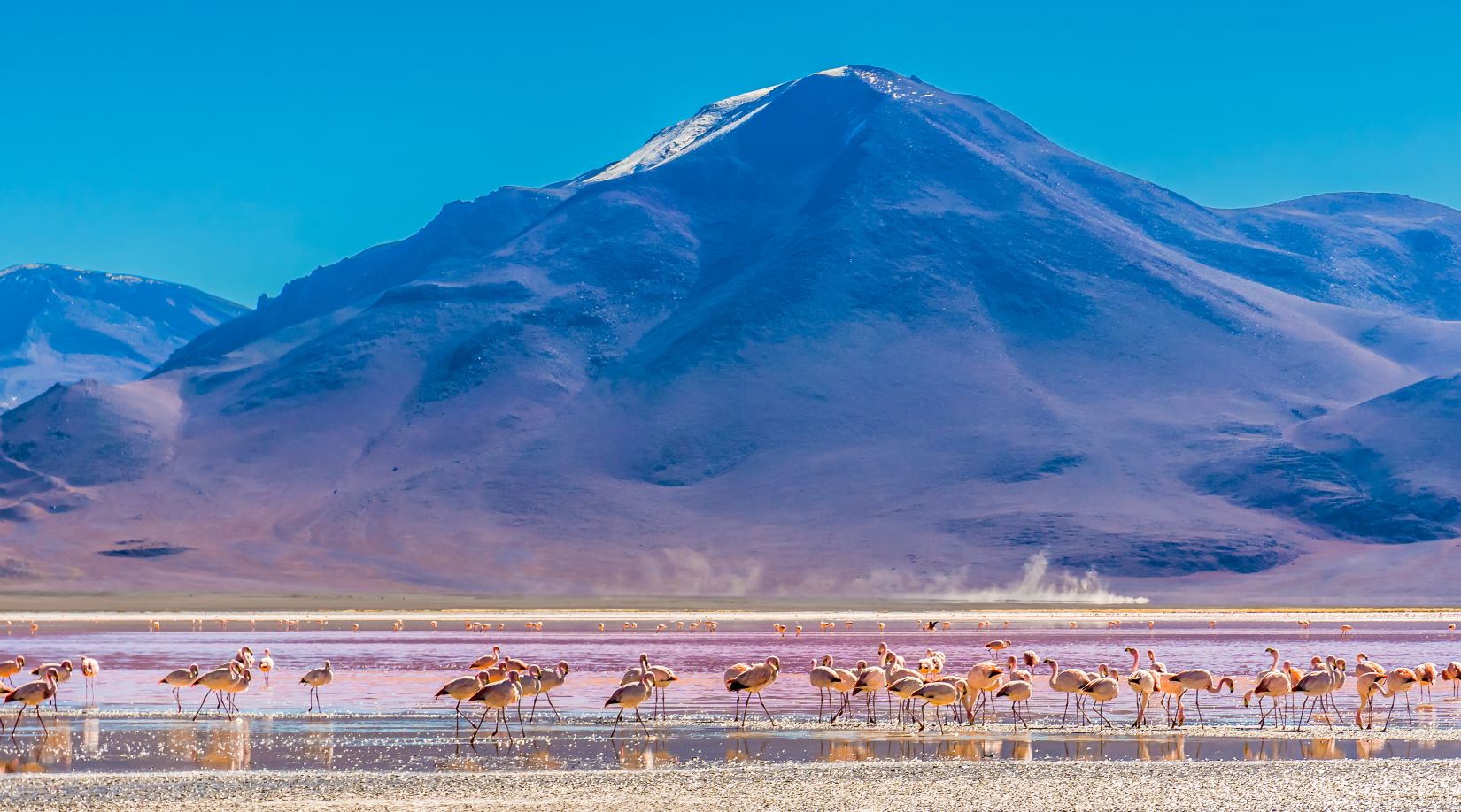 LAGUNA COLORADA FENICOTTERI BOLIVIA TAM