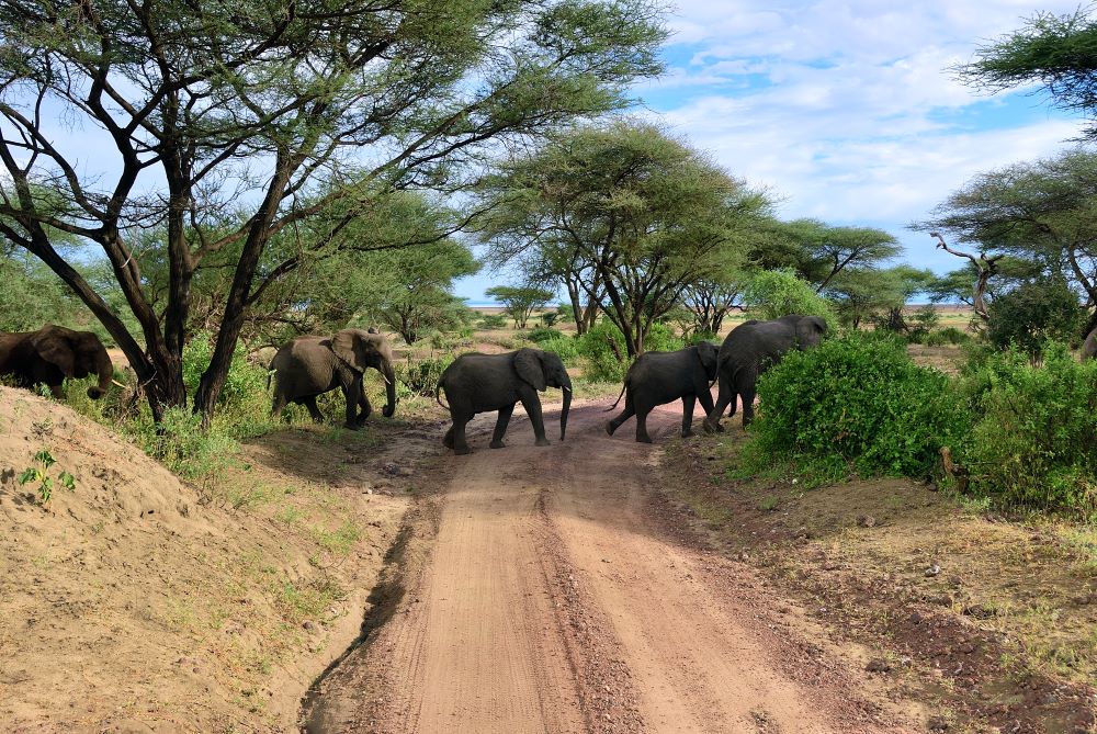 LAKE MANYARA NATIONAL PARK TANZANIA TAM