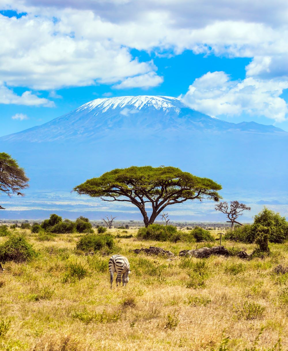 AMBOSELI PARK KENYA TAM