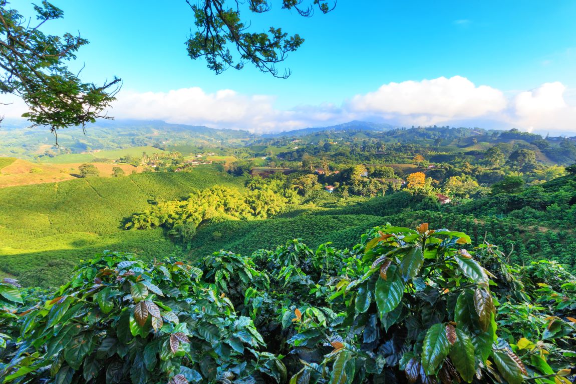 PIANTAGIONE CAFFE COLOMBIA TUTTALTROMONDO