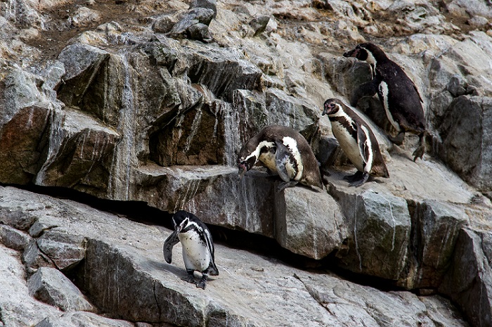 PINGUINI ISOLE BALLESTAS 