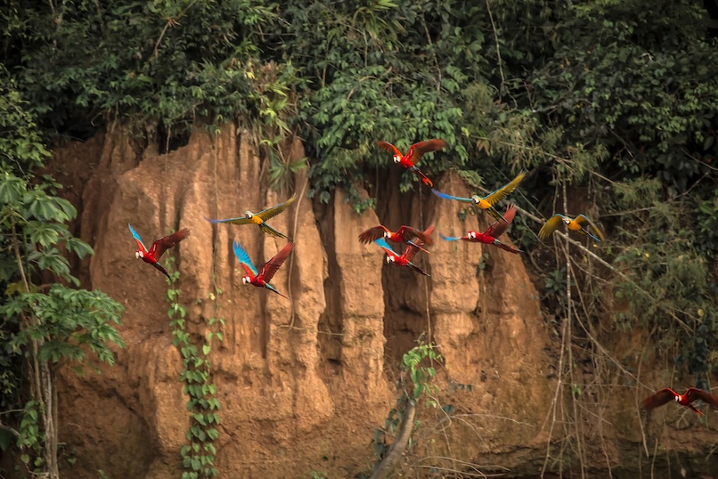 Perù - Amazzonia - pappagalli - Tuttaltromondo