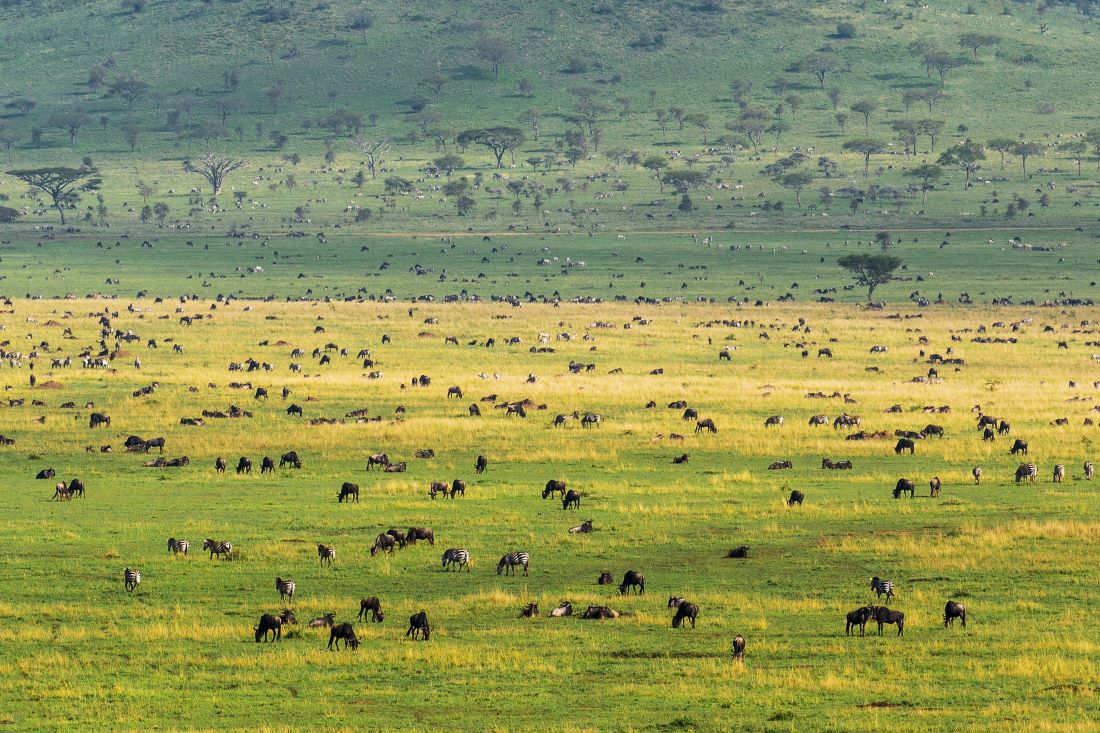 SERENGETI NATIONAL PARK TANZANIA TAM