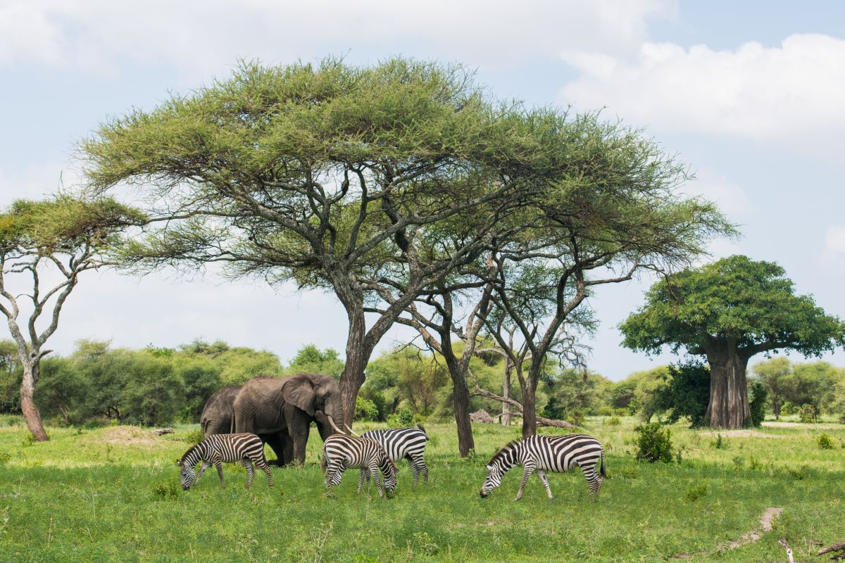 TARANGIRE NATIONAL PARK TANZANIA TAM