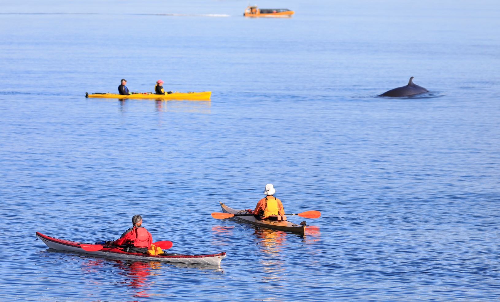 WHALE WATCHING TADOUSSAC CANADA TAM