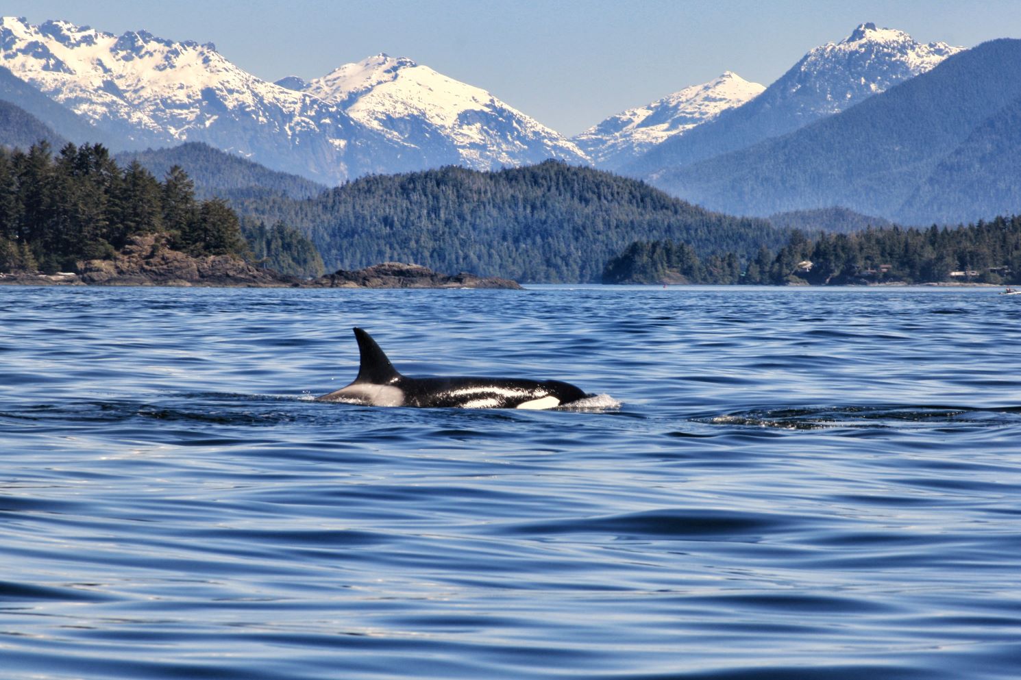 WHALE WATCHING VANCOUVER ISLAND CANADA TUTTALTROMONDO