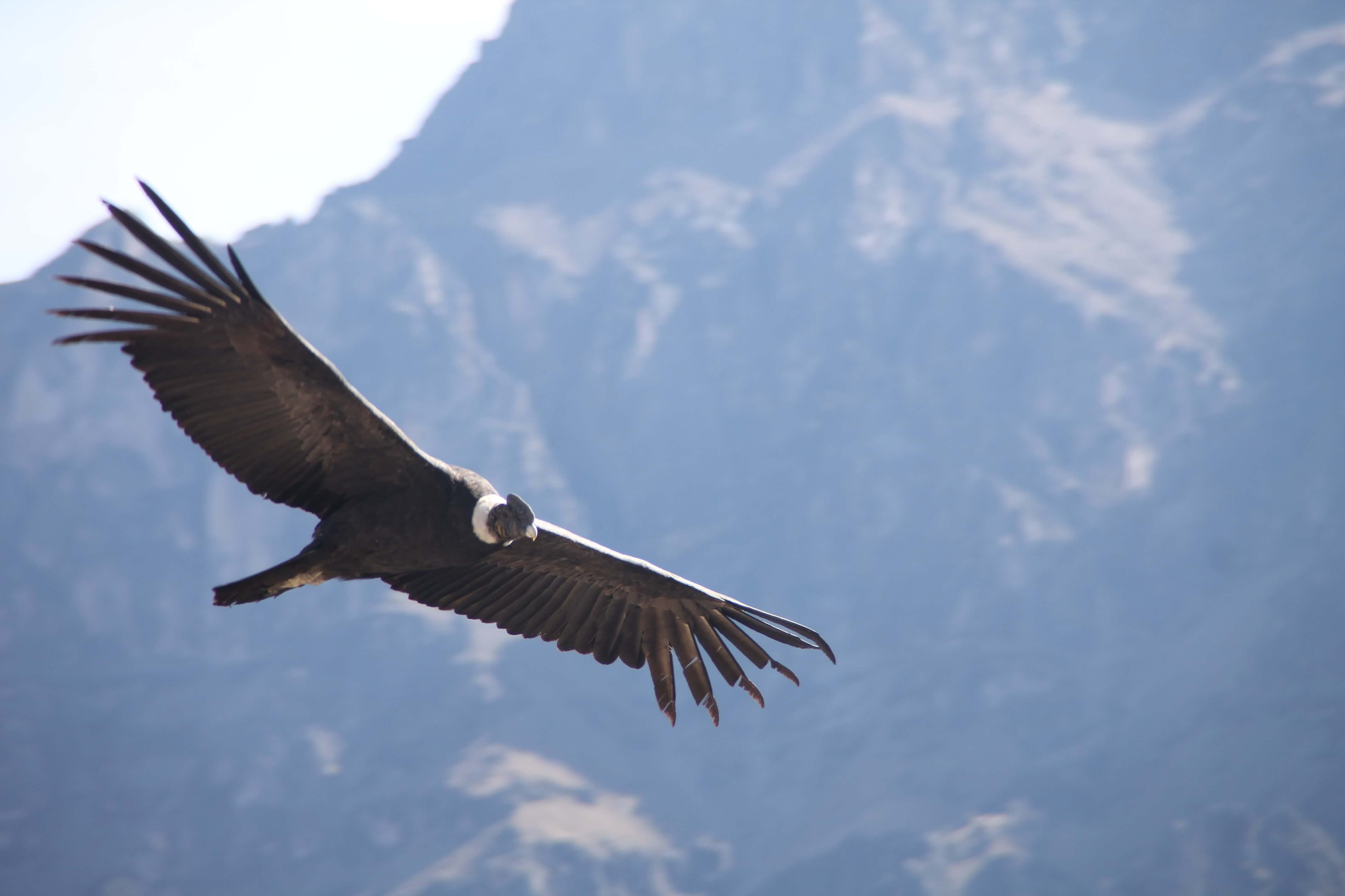 condor