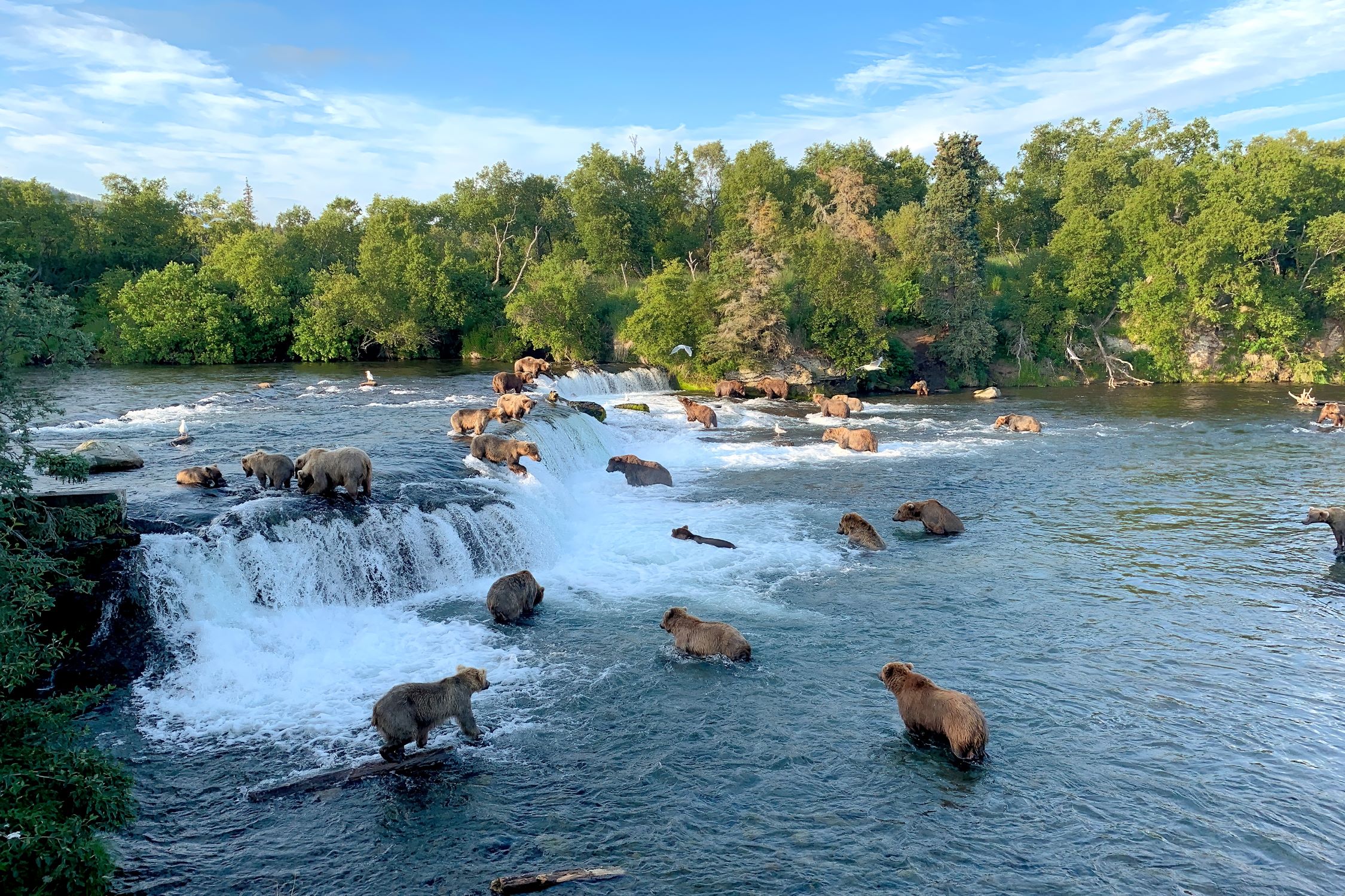 BROWN BEARS KATMAI NATIONAL PARK ALASKA TAM