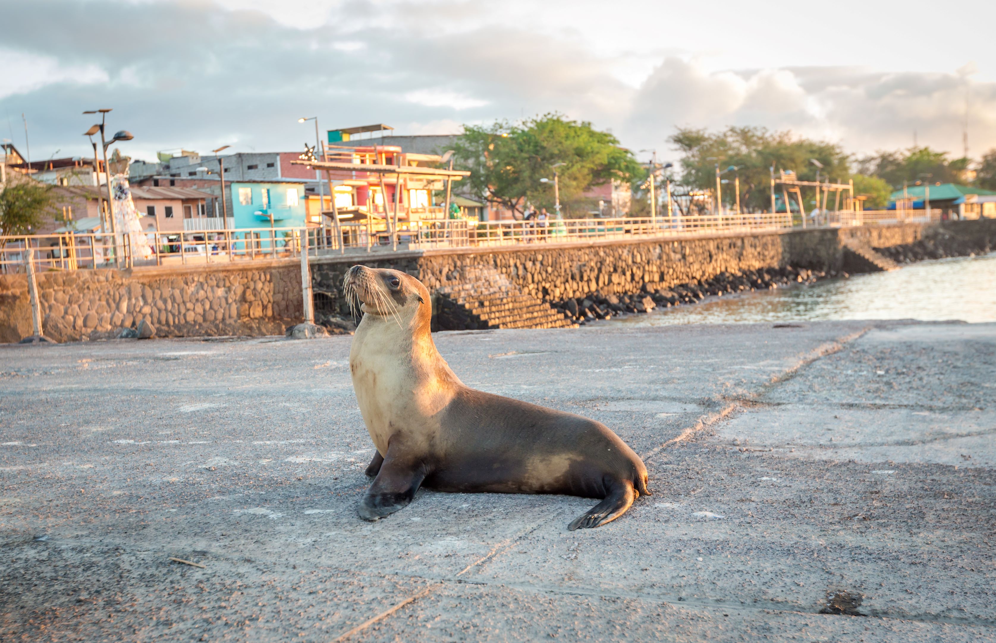 SAN CRISTOBAL LEONE MARINO GALAPAGOS TUTTALTROMONDO