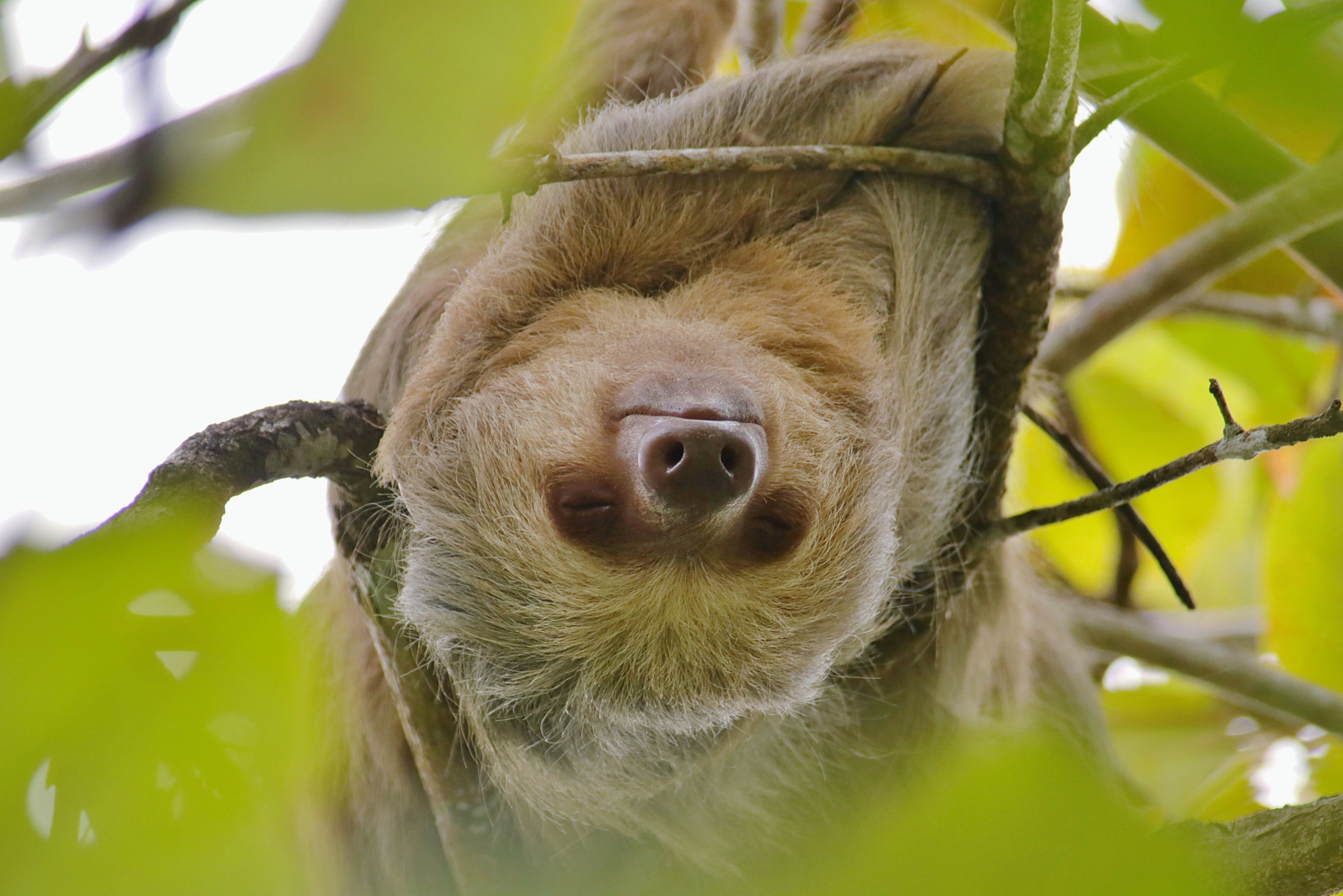 SLOTH MANUEL ANTONIO COSTA RICA TAM