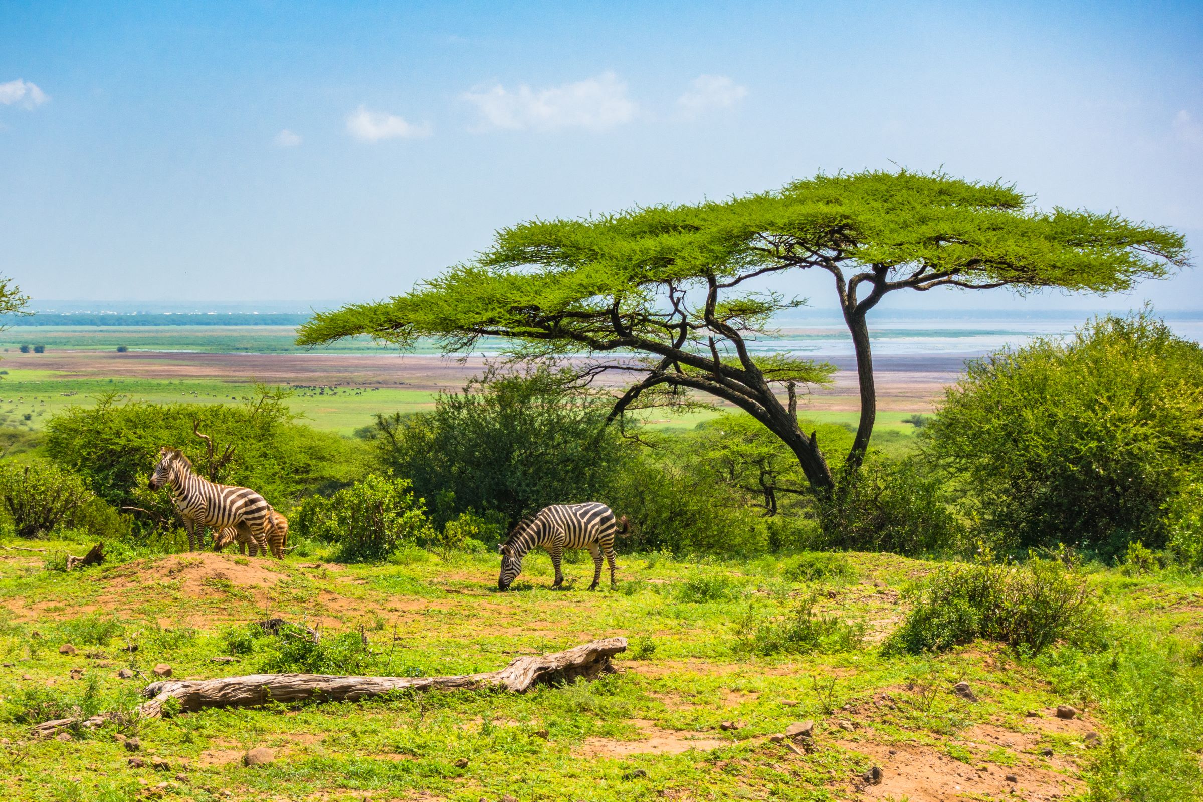 ZEBRA NGORONGORO PCRATER TANZANIA TAM