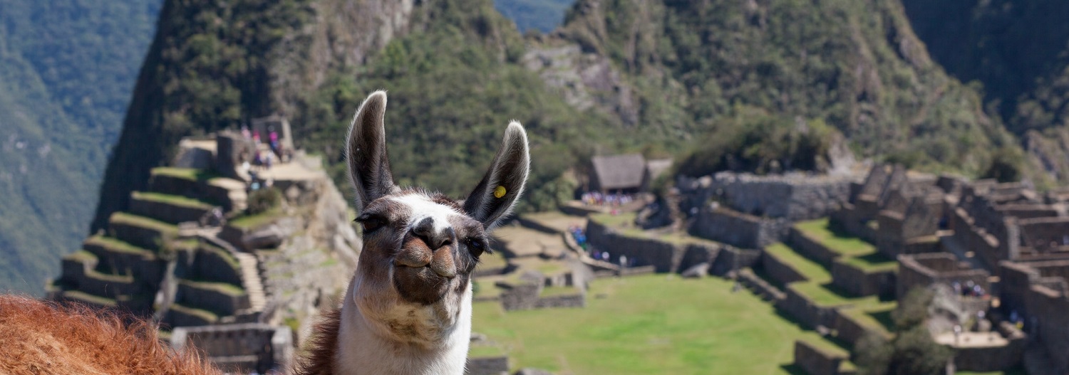 MACHU PICCHU LAMA