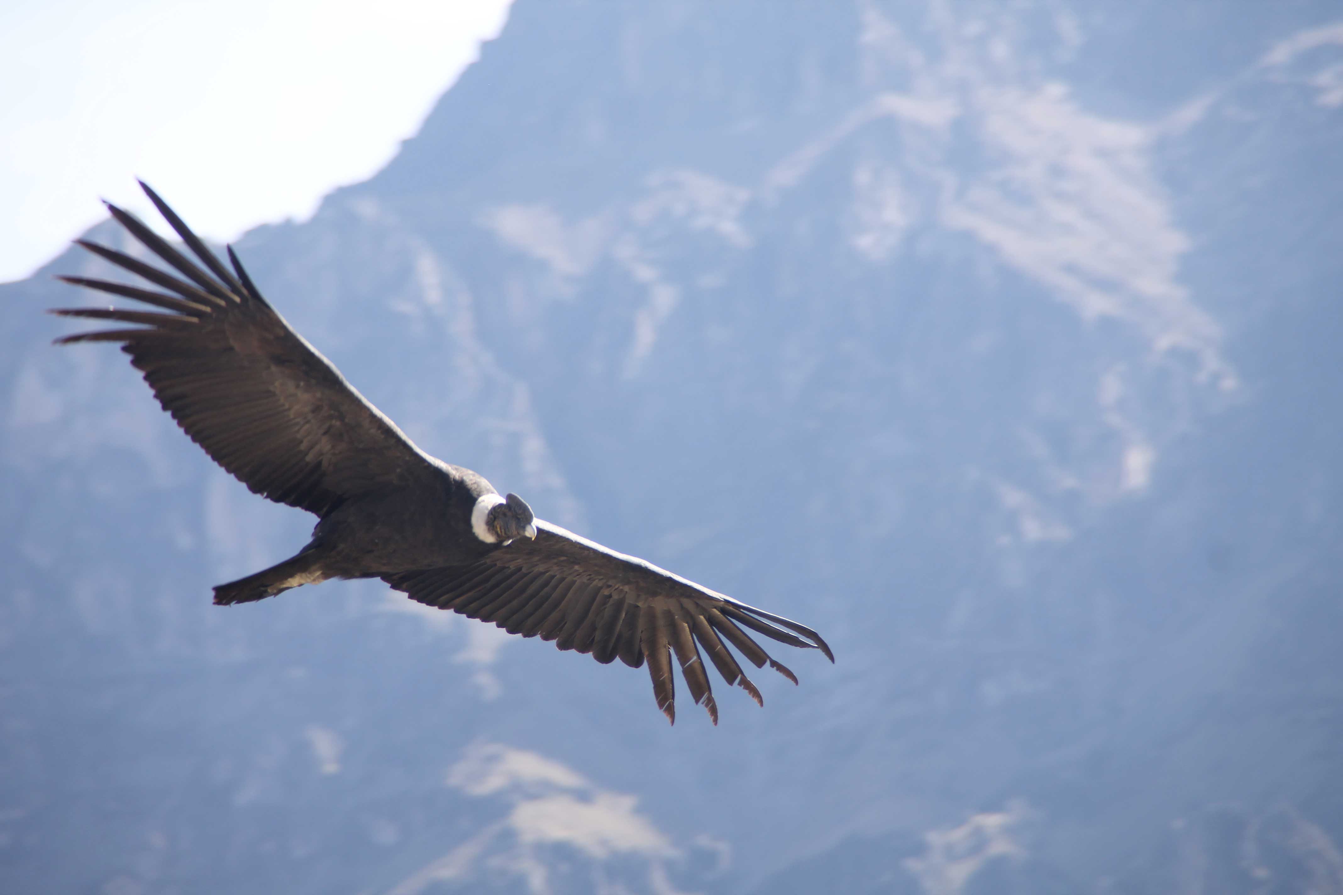 condor canyon del colca