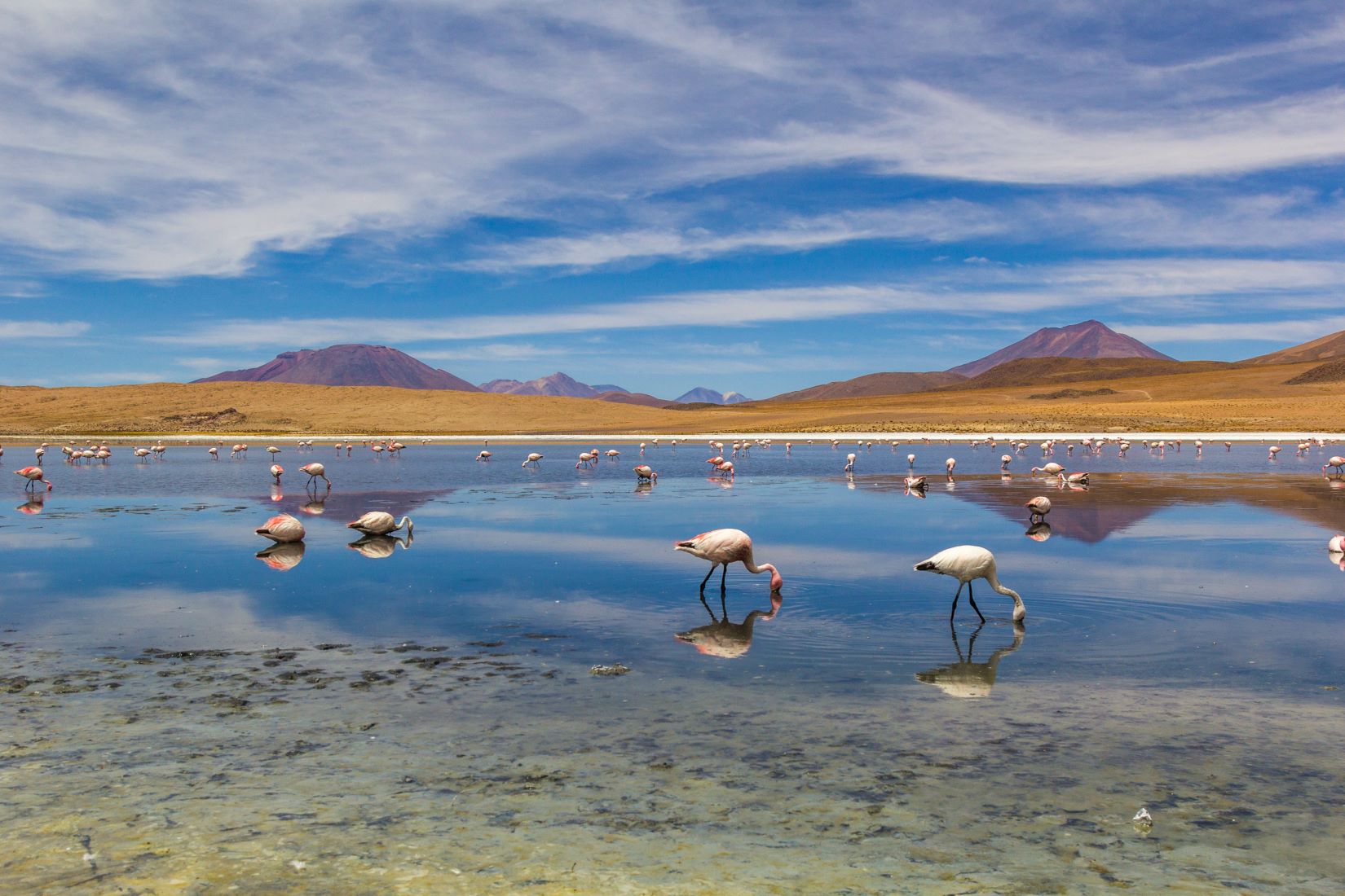 LAGUNA CANAPA TAM