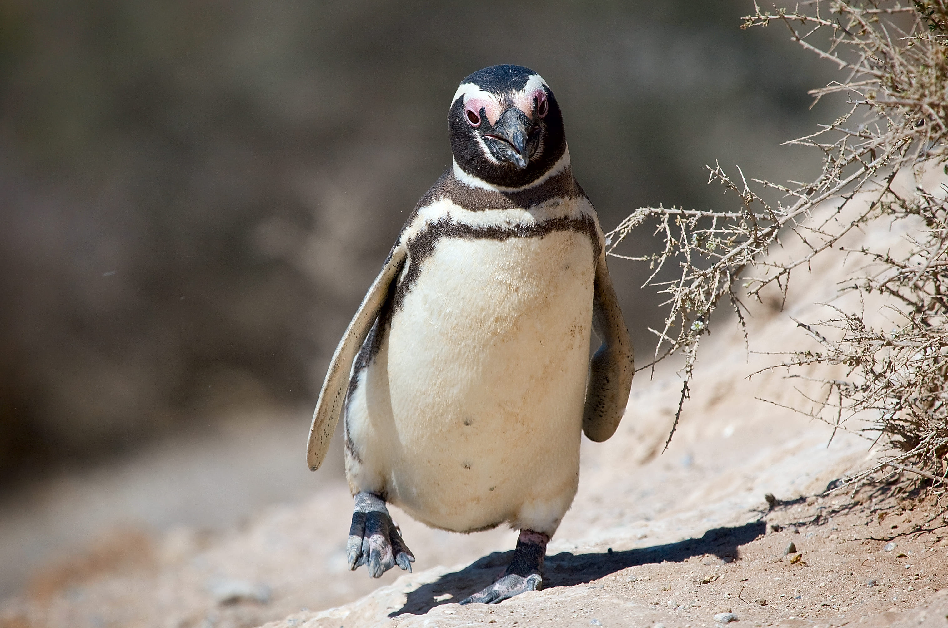 pinguini peninsula valdes