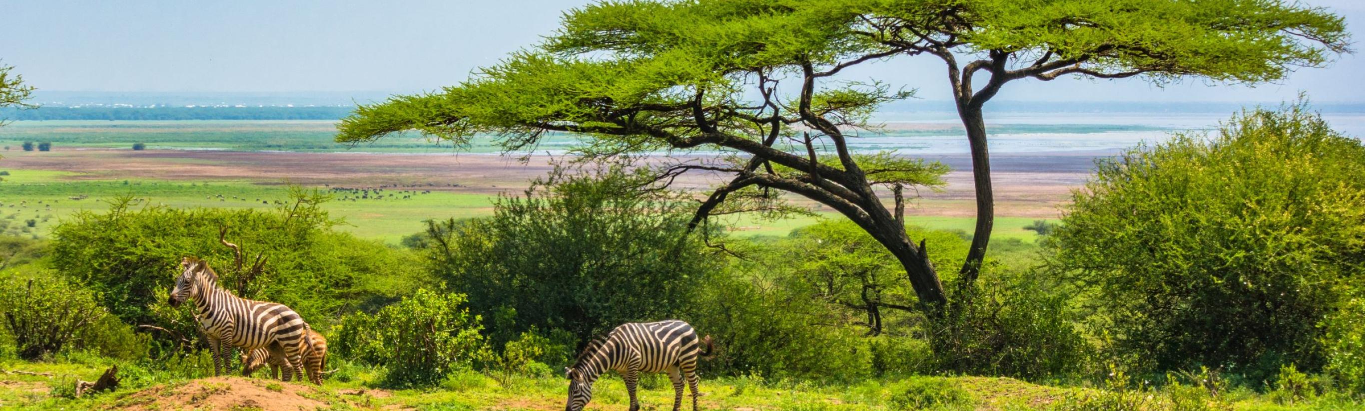ZEBRA NGORONGORO PCRATER TANZANIA TAM