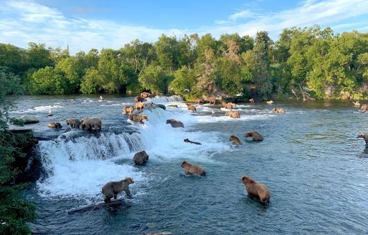 BROWN BEARS KATMAI NATIONAL PARK ALASKA TAM