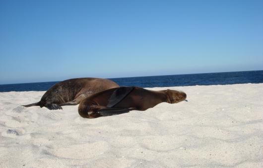 GALAPAGOS MG TAM