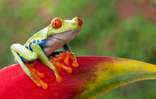 RED EYE TREE FROG COSTA RICA TAM