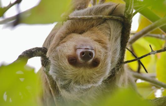 SLOTH MANUEL ANTONIO COSTA RICA TAM