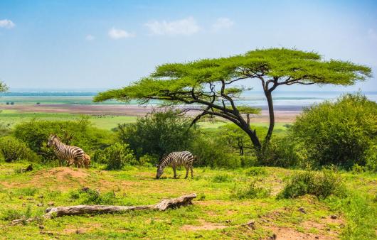 ZEBRA NGORONGORO PCRATER TANZANIA TAM