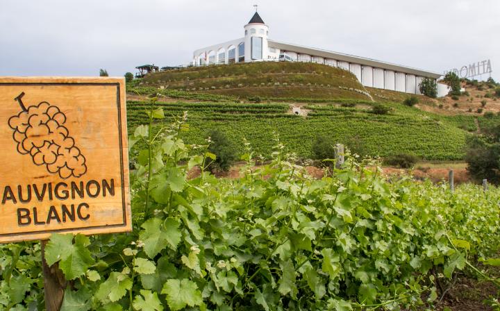 alt="vigneti, casablanca, cile, vino, produzione"