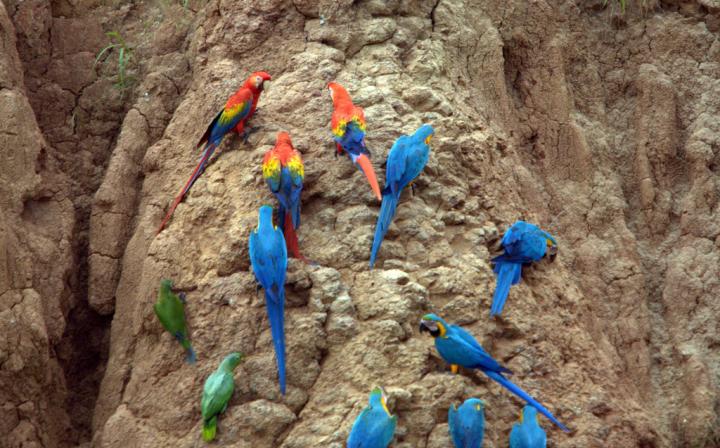 riserva naturale di tambopata peru