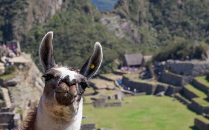 MACHU PICCHU LAMA