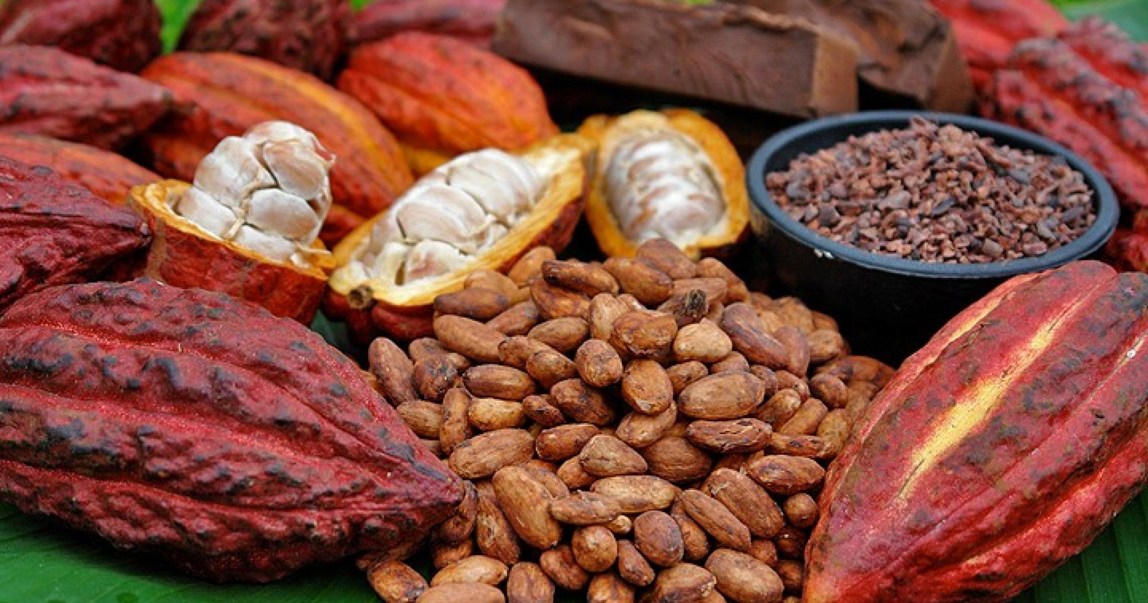 Cacao peru