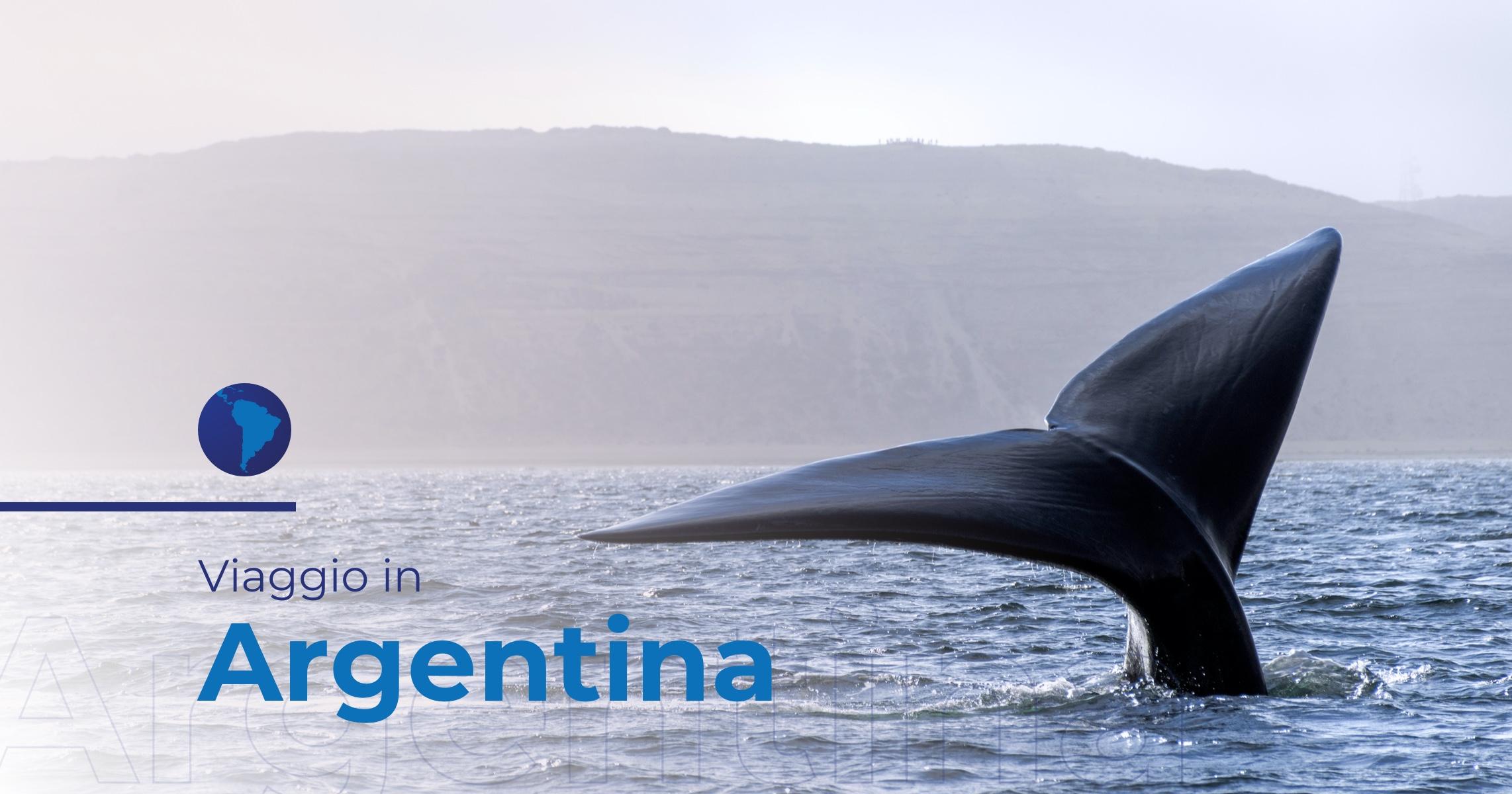 Un viaggio in Argentina alla scoperta della balena franca australe