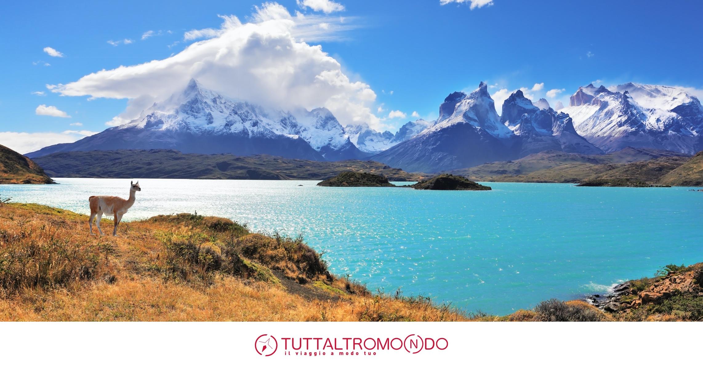 viaggio-in-cile-guanaco Non è mai troppo presto per organizzare un viaggio in Cile