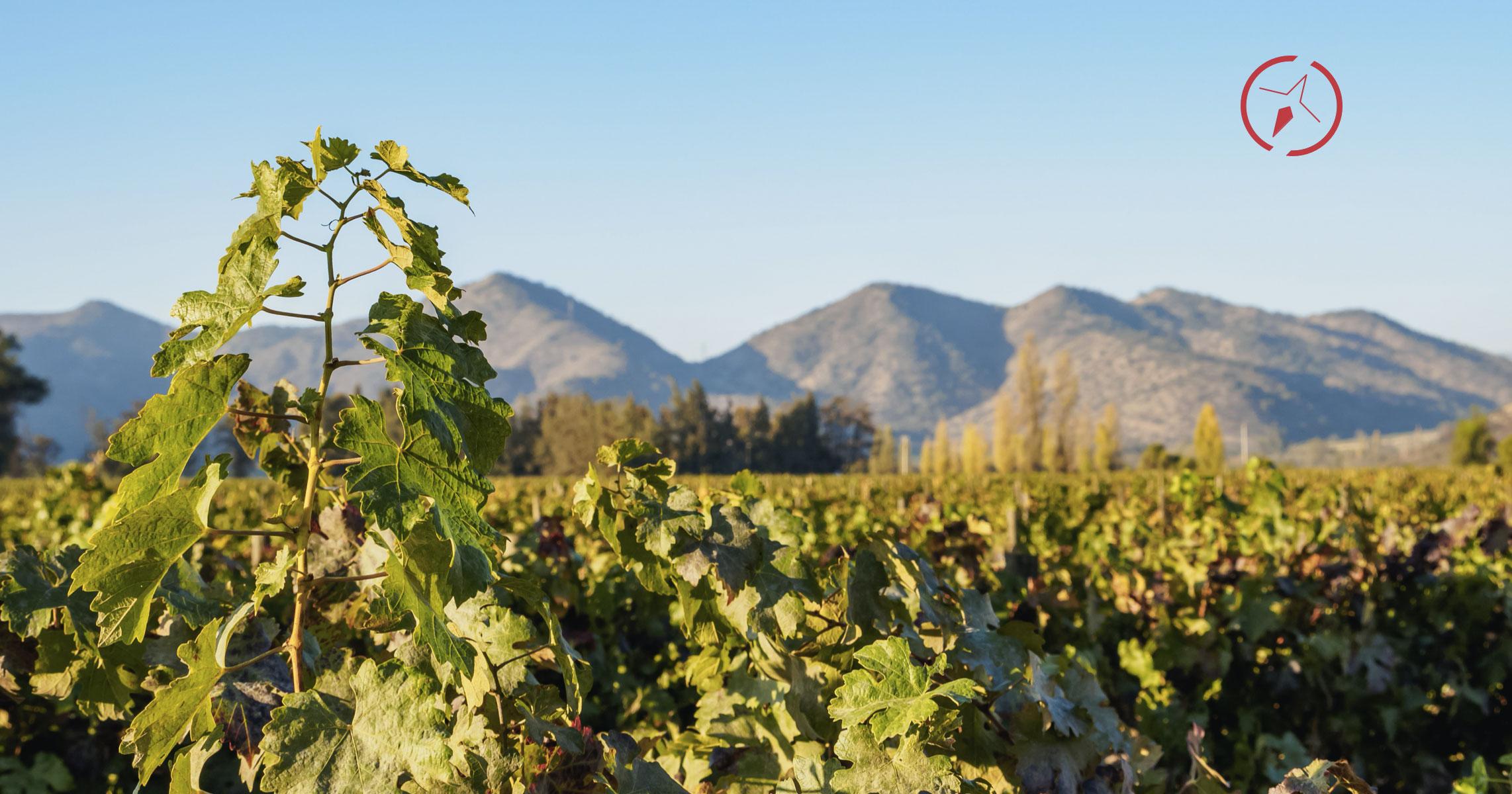 Un viaggio in Cile alternativo alla scoperta dei migliori vigneti del Paese