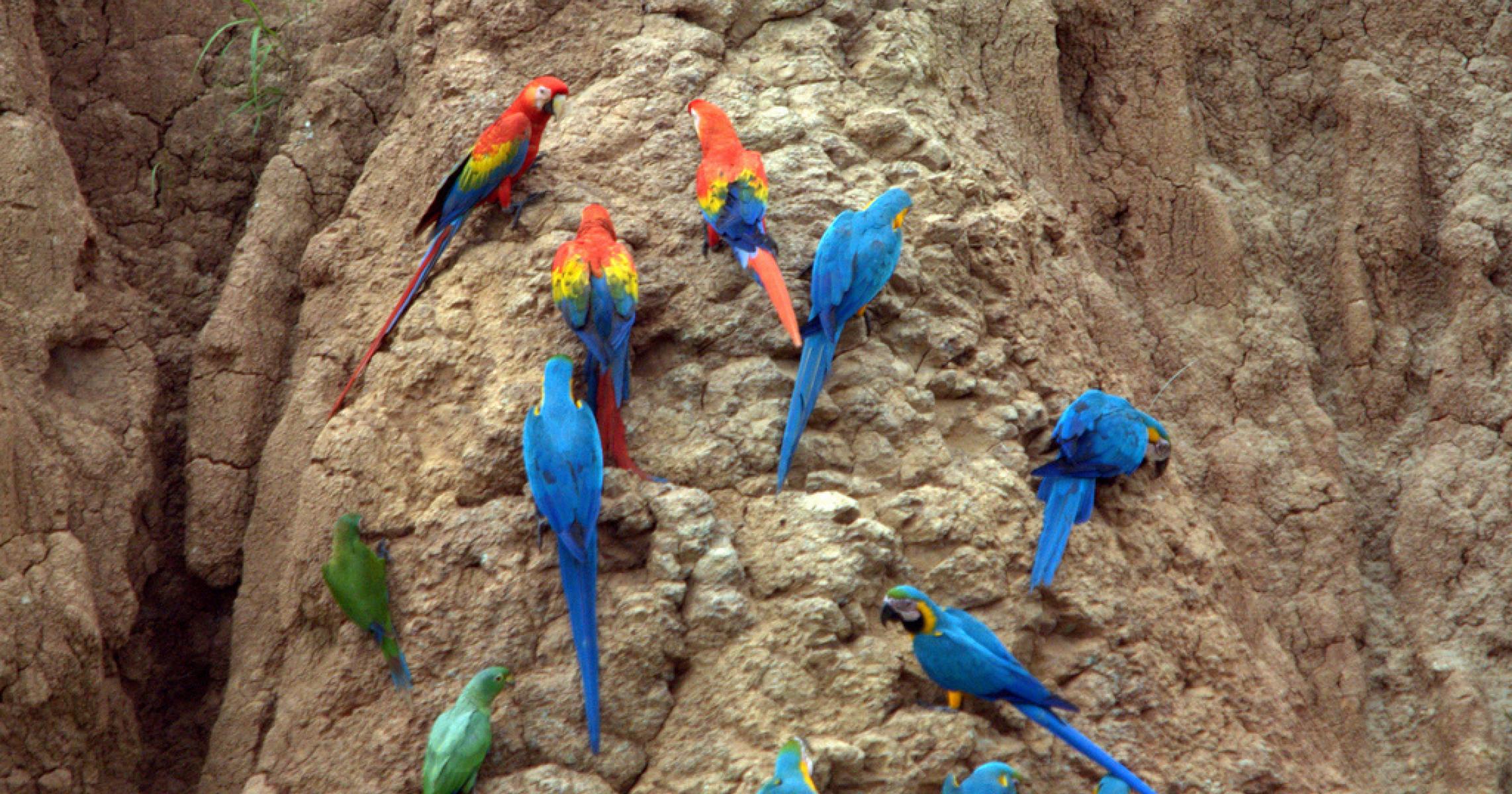 riserva naturale di tambopata peru