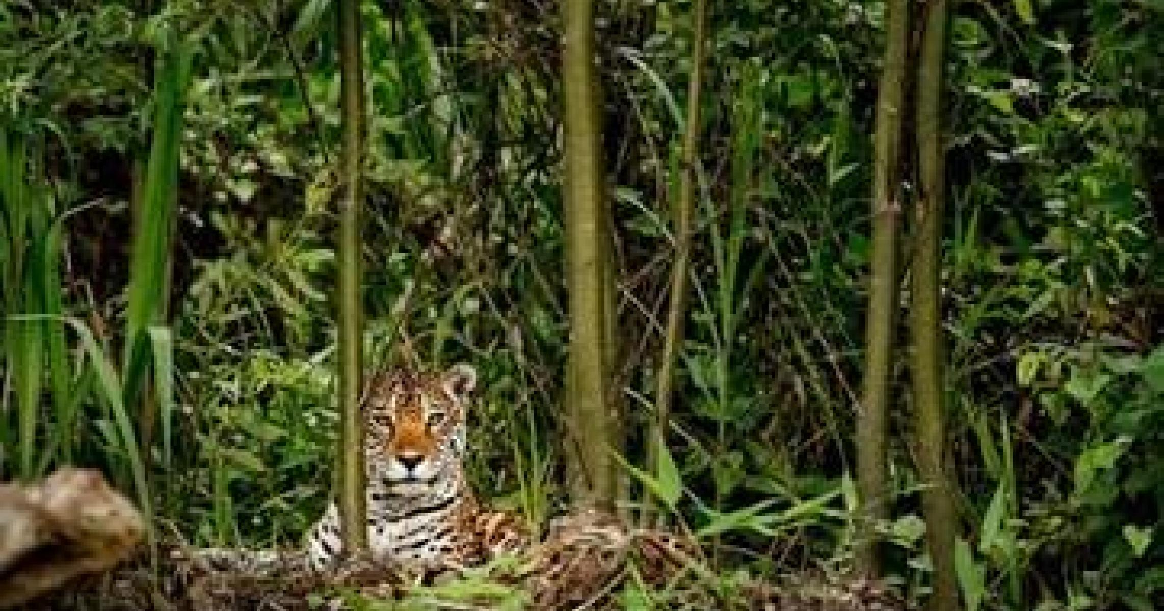 PARCO NATURALE DEL MANU PERU