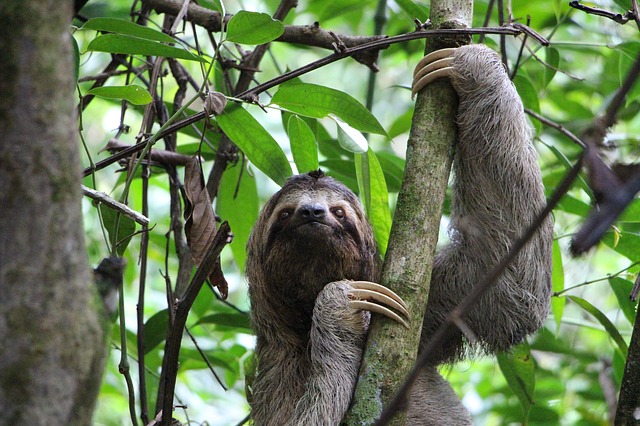 bradipo costarica