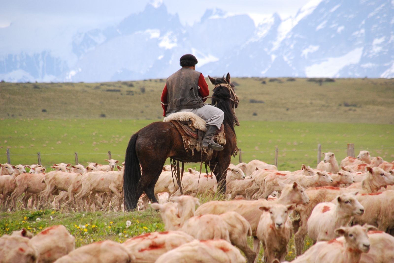 viaggio in Argentina: gauchos