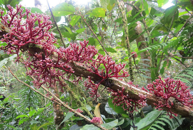 Puyo giardino botanico