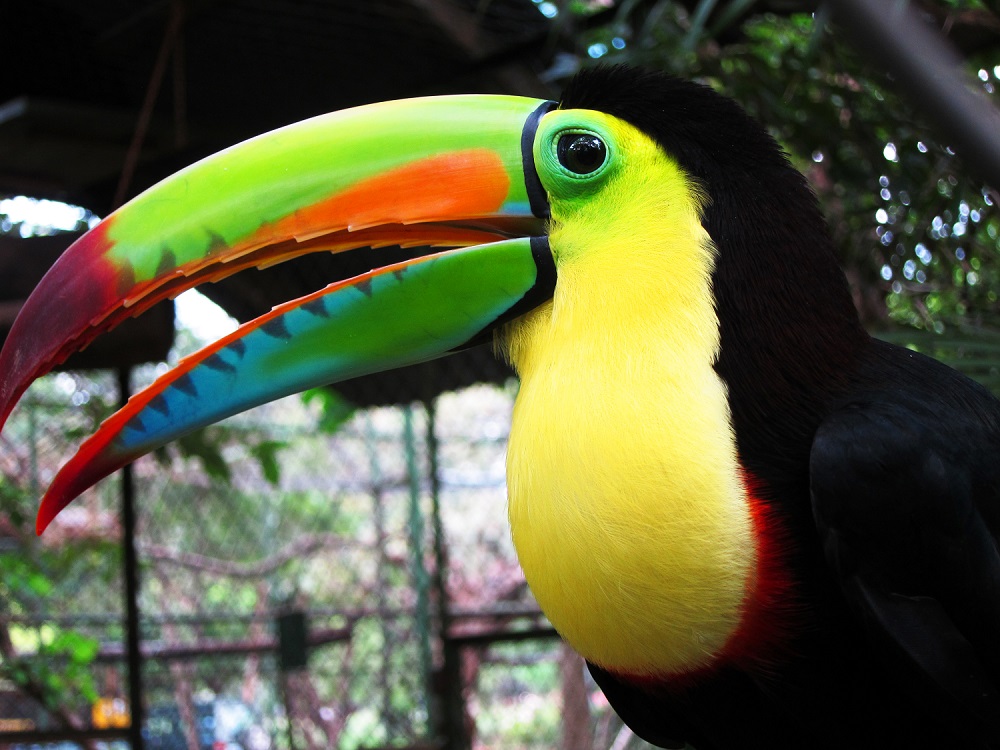 TUCANO CASTA RICA