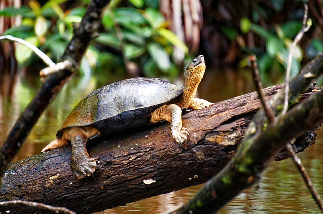 tartaruga tortuguero