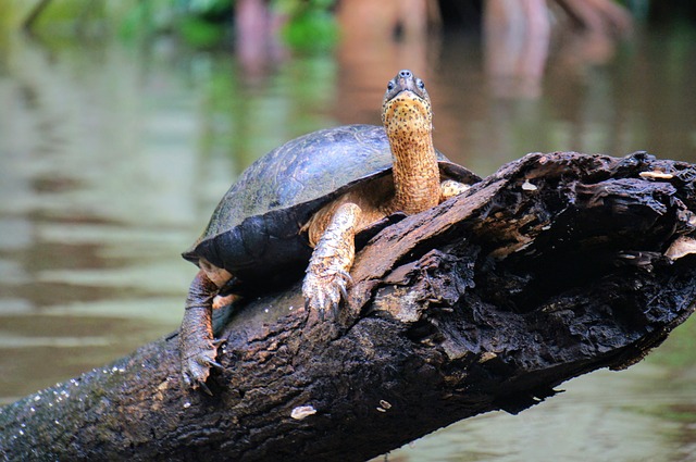 TARTARUGA TORTUGUERO