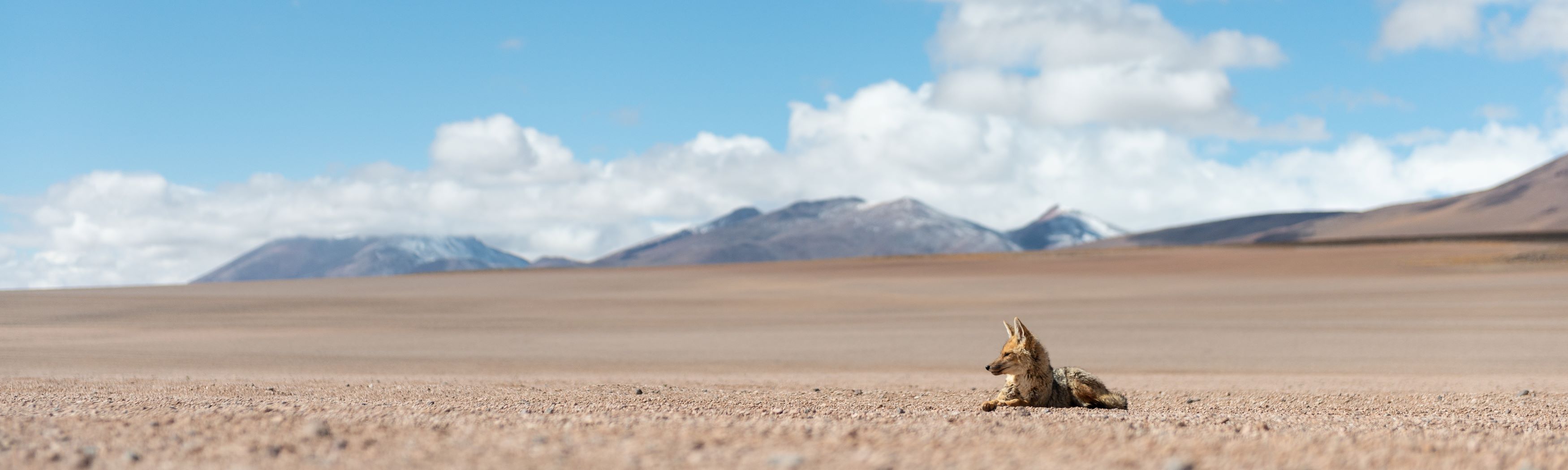 DESERTO SILOLI TAM